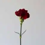 Burgundy Carnations (Bulk DIY)