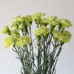 Green Carnations (Bulk DIY)