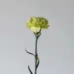 Green Carnations (Bulk DIY)