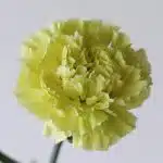 Green Carnations (Bulk DIY)