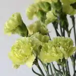 Green Carnations (Bulk DIY)