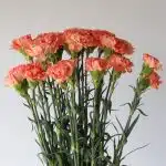 Orange Carnations (Bulk DIY)