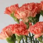 Orange Carnations (Bulk DIY)