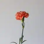 Orange Carnations (Bulk DIY)
