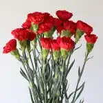 Red Carnations (Bulk DIY)