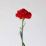 Red Carnations (Bulk DIY)