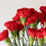 Red Carnations (Bulk DIY)