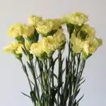 Yellow Carnations (Bulk DIY)