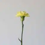 Yellow Carnations (Bulk DIY)