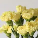 Yellow Carnations (Bulk DIY)