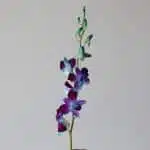 Blue Dendrobium Orchids