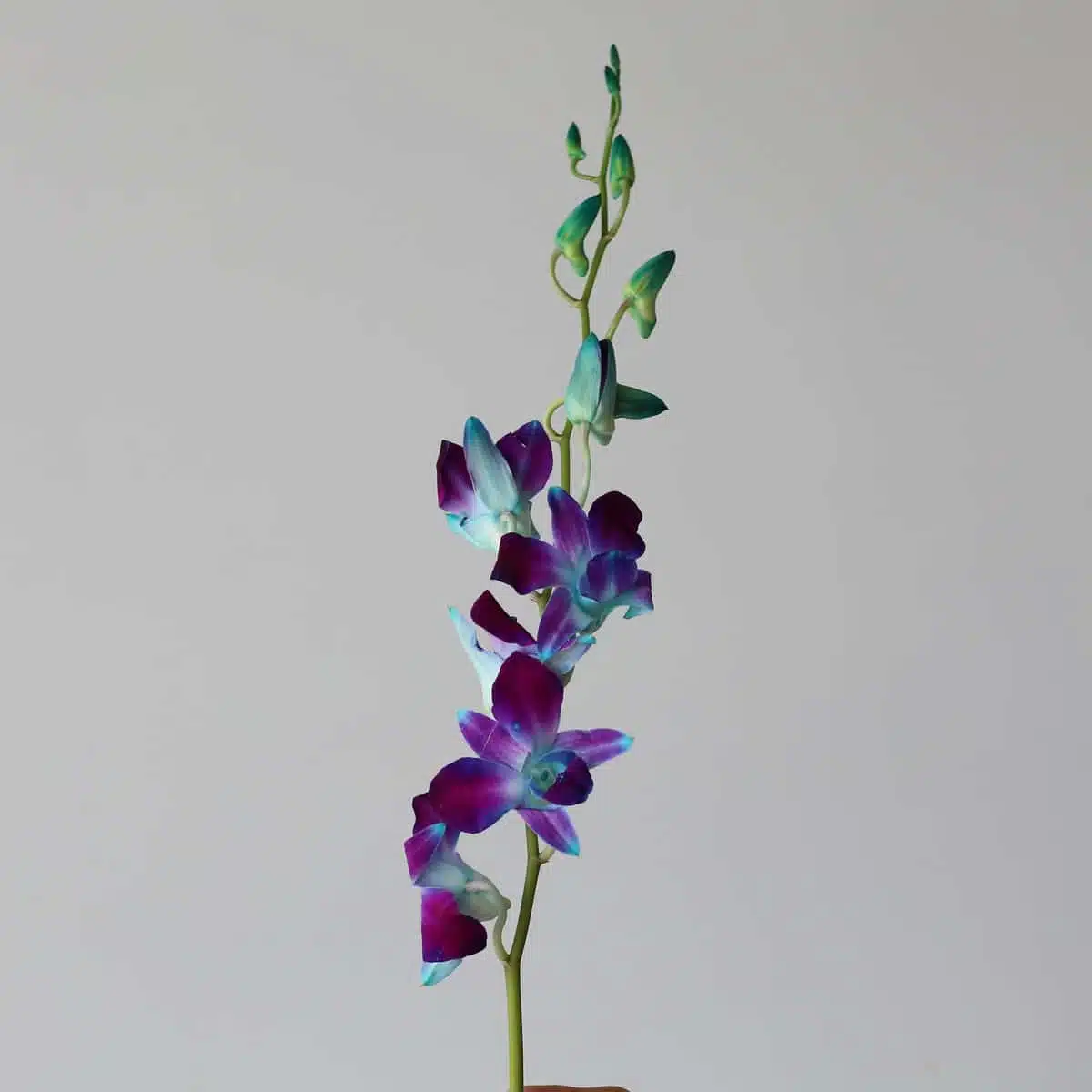 Blue Dendrobium Orchids