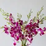 Caesar Pink Dendrobium Orchids