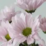 Daisy Lavender (Bulk DIY)