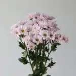 Daisy Lavender (Bulk DIY)