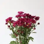 Daisy Mauve (Bulk DIY)