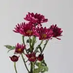 Daisy Mauve (Bulk DIY)