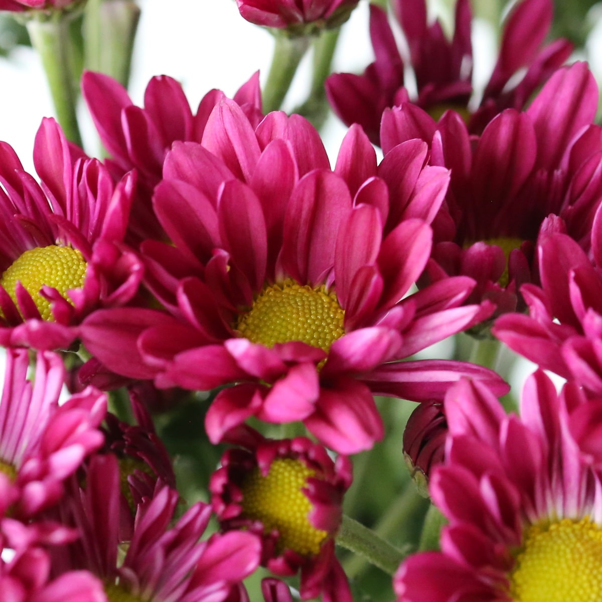 Daisies mauve Bulk DIY Montreal - Le Bouquet