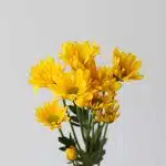 Marguerite jaune - en vrac