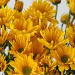 Marguerite jaune - en vrac