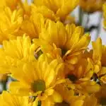 Marguerite jaune - en vrac