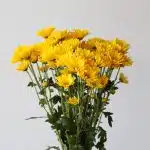 Marguerite jaune - en vrac