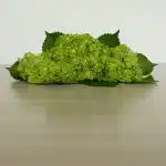 Green (Esmeralda) Hydrangea