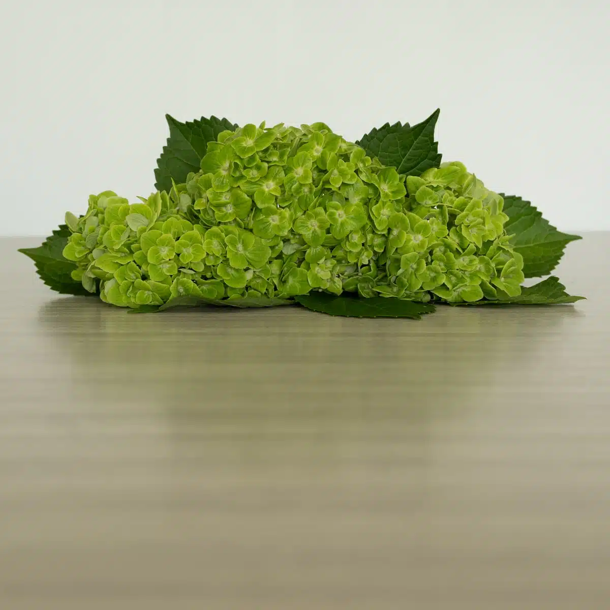 Green (Esmeralda) Hydrangea