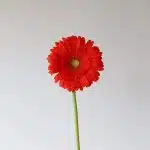 Gerbera Atlanta (Bulk DIY)