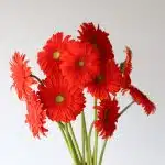 Gerbera Atlanta (Bulk DIY)