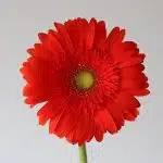 Gerbera Atlanta (Bulk DIY)
