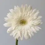 Gerbera Balance (Bulk DIY)