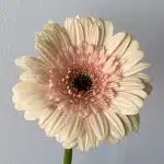 Gerbera Cafe Del Mar (Bulk DIY)