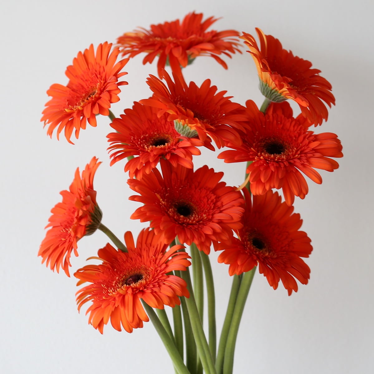 Gerbera Candela Bulk DIY Montreal - LE Bouquet
