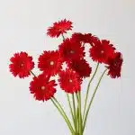 Gerbera Carambole (Bulk DIY)