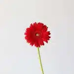 Gerbera Carambole (Bulk DIY)