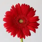 Gerbera Carambole (Bulk DIY)