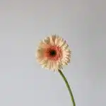 Gerbera Cafe Del Mar (Bulk DIY)
