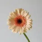 Gerbera Cafe Del Mar (Bulk DIY)