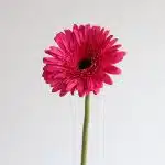 Gerbera Cleopatra  (Bulk DIY)
