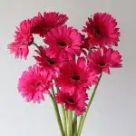 Gerbera Cleopatra  (Bulk DIY)
