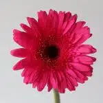 Gerbera Cleopatra  (Bulk DIY)