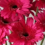 Gerbera Cleopatra  (Bulk DIY)