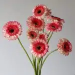 Gerbera Elan (Bulk DIY)