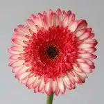 Gerbera Elan (Bulk DIY)