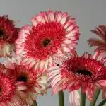 Gerbera Elan (Bulk DIY)
