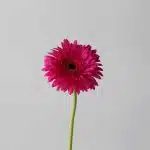 Gerbera Madeira (Bulk DIY)
