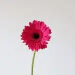 Gerbera Palmares (Bulk DIY)