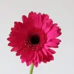 Gerbera Palmares (Bulk DIY)