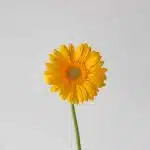 Gerbera Panama (Bulk DIY)